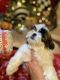 Shih Tzu Puppies for sale in 3114 Bonita Springs, San Antonio, TX 78258, USA. price: $900