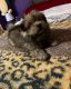 Shih Tzu Puppies for sale in Apple Valley, CA 92308, USA. price: $1,200