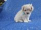 Shih Tzu Puppies for sale in Hacienda Heights, CA, USA. price: $899