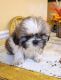 Shih Tzu Puppies for sale in Redwood City, CA, USA. price: NA