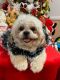Shih Tzu Puppies for sale in Chandler, AZ, USA. price: NA