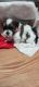 Shih Tzu Puppies for sale in Niles, IL, USA. price: $1,200