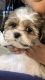 Shih Tzu Puppies for sale in Villa Rica, GA 30180, USA. price: NA