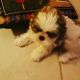 Shih Tzu Puppies for sale in Wilmington, NC, USA. price: NA