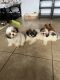 Shih Tzu Puppies for sale in Auburndale, FL, USA. price: $1,000
