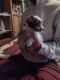 Shih Tzu Puppies for sale in 363 Kenady Cir, Colorado Springs, CO 80910, USA. price: $250