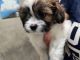 Shih Tzu Puppies for sale in Newton, NC, USA. price: $900