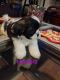 Shih Tzu Puppies for sale in Albuquerque, NM, USA. price: $400