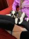 Shih Tzu Puppies for sale in Green Forest, AR 72638, USA. price: NA