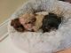 Shih Tzu Puppies for sale in Land O' Lakes, FL 34638, USA. price: $1,000