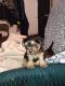 Shih Tzu Puppies for sale in Lake Havasu City, AZ, USA. price: NA