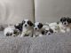 Shih Tzu Puppies for sale in Alabama Ave, Brooklyn, NY 11207, USA. price: NA