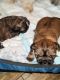 Shih Tzu Puppies for sale in Dallas, GA, USA. price: $1,500