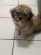 Shih Tzu Puppies for sale in Kendall, FL, USA. price: NA