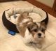 Shih Tzu Puppies for sale in Indianapolis, IN, USA. price: $1,000
