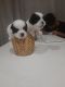 Shih Tzu Puppies for sale in MY HOME VIHANGA, Gachibowli, Hyderabad, Telangana 500032, India. price: 25000 INR
