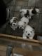 Shih Tzu Puppies for sale in Grand Rapids, MI, USA. price: NA