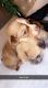 Shih Tzu Puppies for sale in Millville, NJ 08332, USA. price: NA