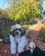 Shih Tzu Puppies for sale in Redwood City, CA 94061, USA. price: $1,000