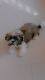 Shih Tzu Puppies for sale in Vavol, Gandhinagar, Gujarat 382016, India. price: 20000 INR