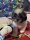 Shih Tzu Puppies for sale in Amsterdam, OH 43903, USA. price: NA