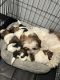 Shih Tzu Puppies for sale in Warren, MI, USA. price: $1,000