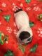 Shih Tzu Puppies for sale in Burbank Blvd, Los Angeles, CA, USA. price: $2,000