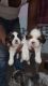 Shih Tzu Puppies for sale in Nerul West, Nerul, Navi Mumbai, Maharashtra 400706, India. price: 35000 INR