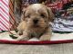 Shih Tzu Puppies for sale in Clermont, FL 34711, USA. price: NA