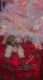 Shih Tzu Puppies for sale in Jersey City, NJ, USA. price: $900