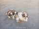 Shih Tzu Puppies for sale in Marathahalli, Bengaluru, Karnataka, India. price: 10 INR