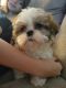 Shih Tzu Puppies for sale in Jacksonville, FL 32258, USA. price: $1,200
