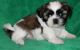 Shih Tzu Puppies for sale in TX-1604 Loop, San Antonio, TX, USA. price: $700
