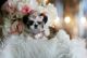 Shih Tzu Puppies for sale in TX-1604 Loop, San Antonio, TX, USA. price: NA