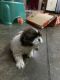 Shih Tzu Puppies for sale in Greater Noida, Uttar Pradesh, India. price: 24000 INR