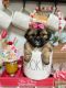 Shih Tzu Puppies for sale in Richmond, VA, USA. price: $1,500
