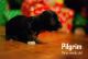 Shih Tzu Puppies for sale in Harrisonburg, VA, USA. price: $1,000