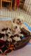 Shih Tzu Puppies for sale in Ambalipura - Sarjapur Rd, Dommasandra, Bengaluru, Karnataka, India. price: 25000 INR