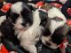 Shih Tzu Puppies for sale in Lake Havasu City, AZ, USA. price: NA