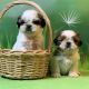 Shih Tzu Puppies for sale in Mobile, AL, USA. price: NA