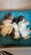 Shih Tzu Puppies for sale in Mumbai, Maharashtra, India. price: 25000 INR