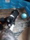 Shih Tzu Puppies for sale in Morganton, NC 28655, USA. price: $300