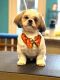 Shih Tzu Puppies for sale in DeLand, FL, USA. price: $1,500