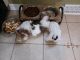 Shih Tzu Puppies for sale in Texarkana, AR 71854, USA. price: NA