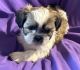 Shih Tzu Puppies for sale in Denver, CO, USA. price: $800