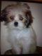 Shih Tzu Puppies for sale in Dallas, TX, USA. price: $700