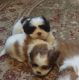 Shih Tzu Puppies for sale in Marengo, IL 60152, USA. price: NA