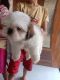 Shih Tzu Puppies for sale in Nagpur, Maharashtra, India. price: NA