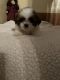 Shih Tzu Puppies for sale in Crooksville, OH 43731, USA. price: $1,200