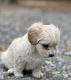 Shih Tzu Puppies for sale in Richmond, VA, USA. price: $1,000